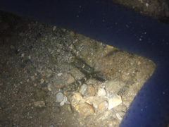 Cryptocentrus strigilliceps