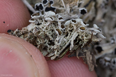 Lecanora epibryon broccha