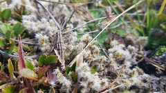 Sigaus campestris