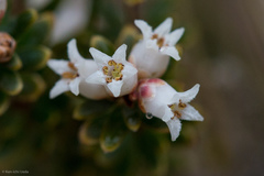 Acrothamnus suaveolens