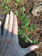 Matricaria discoidea