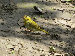 Sicalis flaveola