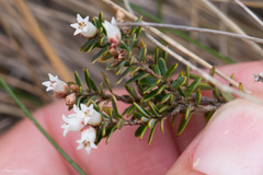 Acrothamnus suaveolens