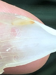 Caplothorax melanopterus