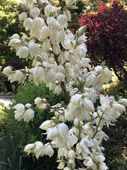 Caplothorax melanopterus