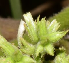 Heliotropium verdcourtii