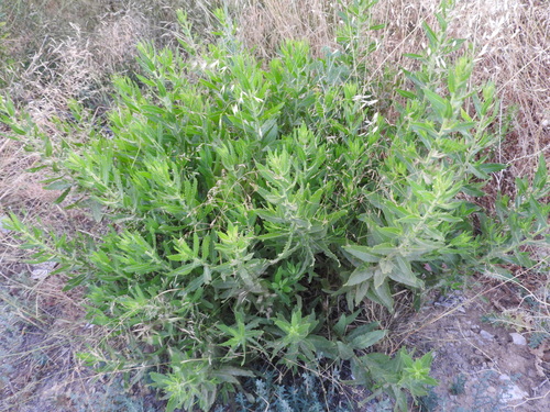 false yellowhead