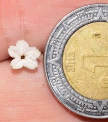 Heliotropium verdcourtii