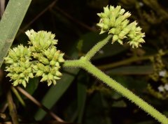 Heliotropium verdcourtii