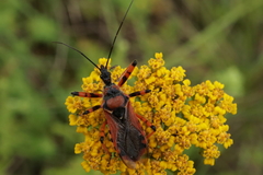 Rhynocoris cuspidatus
