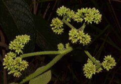 Heliotropium verdcourtii