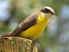 Myiozetetes cayanensis