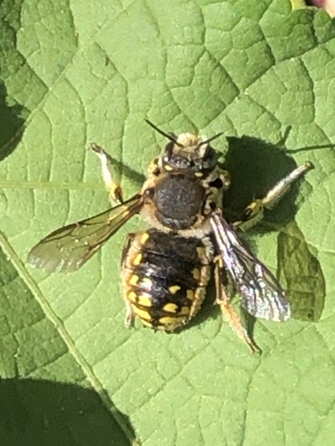 European Woolcarder Bee, photo 9 of 10