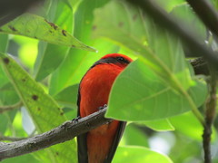 Pyrocephalus rubinus