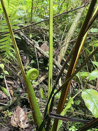 Pteris tripartita