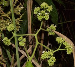 Heliotropium verdcourtii