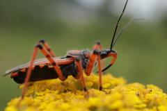 Rhynocoris cuspidatus