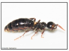 Elaphroptera scoliaeformis