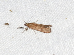 Achyra affinitalis