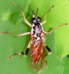 Xylomya tenthredinoides
