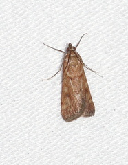 Achyra affinitalis