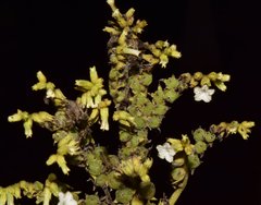 Heliotropium verdcourtii