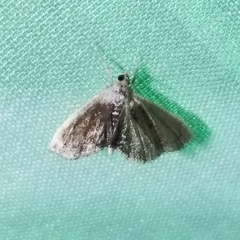 Lipocosmodes fuliginosalis