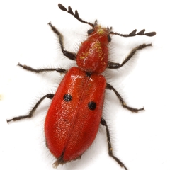 Pelonides quadrinotata