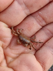 Cyclograpsus integer