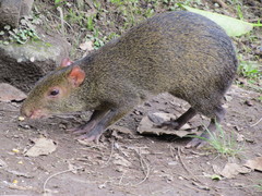 Dasyprocta punctata