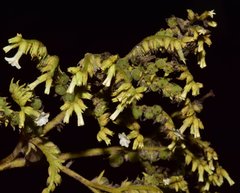 Heliotropium verdcourtii