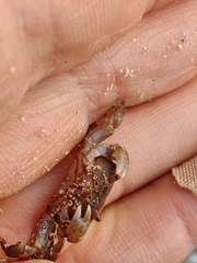 Cyclograpsus integer