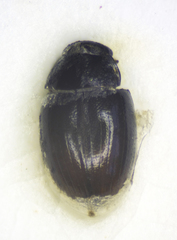 Cercyon pygmaeus