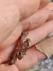 Cyclograpsus integer