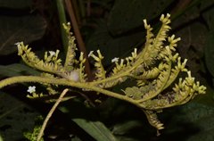 Heliotropium verdcourtii