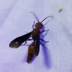 Sphaeropthalma boweri