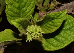 Heliotropium verdcourtii