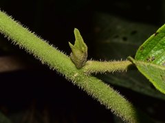 Heliotropium verdcourtii