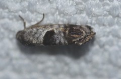 Eupselia beatella