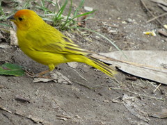 Sicalis flaveola