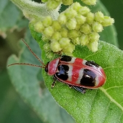 Asphaera quadrifasciata