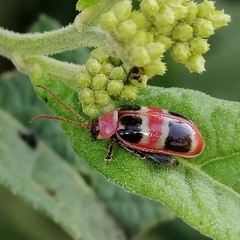 Asphaera quadrifasciata