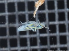 Macrosteles quadrilineatus