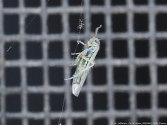 Macrosteles quadrilineatus