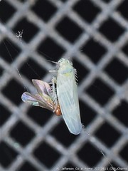 Macrosteles quadrilineatus