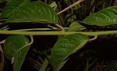 Heliotropium verdcourtii