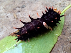 Troides minos