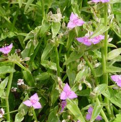 Tradescantieae