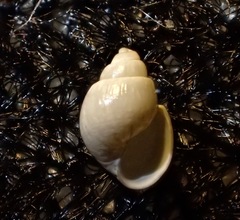 Odostomia nota
