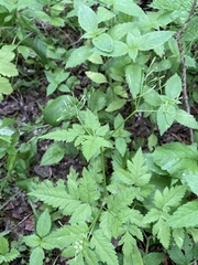 Osmorhiza depauperata